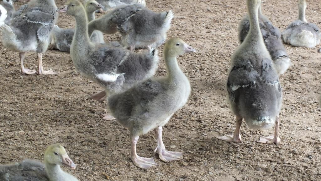 Es gibt auch eine Gänsekinderstube